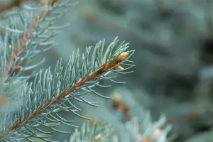 Picea pungens 'Fat Albert' - 100-125 CM C10 - image 4