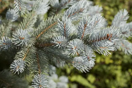 Picea pungens 'Fat Albert' - 60-80 CM C12 - image 1