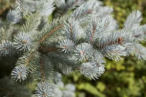 Picea pungens 'Fat Albert' - 60-80 CM C12 - image 4