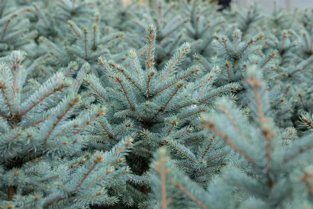 Picea pungens 'Fat Albert' - 60-80 CM C12 - image 2