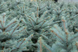 Picea pungens 'Fat Albert' - 60-80 CM C12 - image 2