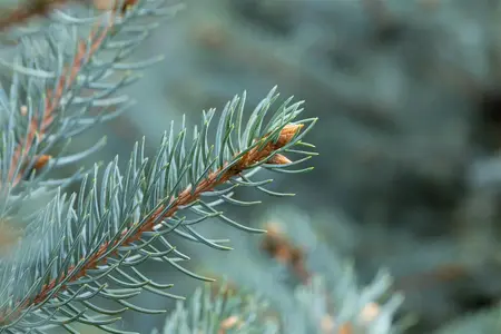 Picea pungens 'Fat Albert' - 60-80 CM C12 - image 4