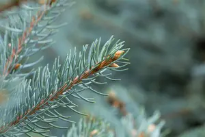 Picea pungens 'Fat Albert' - 60-80 CM C12 - image 4