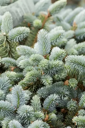 Picea pungens glauca - 25-30 CM C2 - image 3