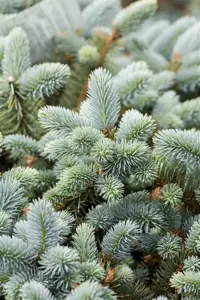 Picea pungens glauca - 25-30 CM C2 - image 3