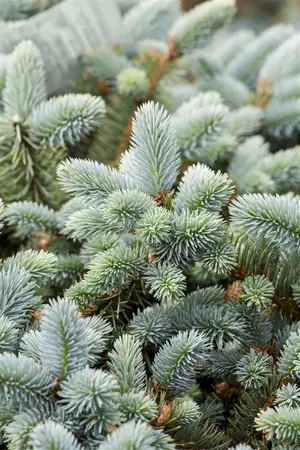 Picea pungens glauca - 25-30 CM C3 - image 3