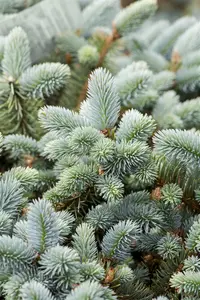 Picea pungens glauca - 25-30 CM C3 - image 3