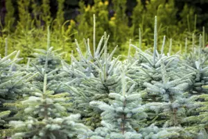 Picea pungens glauca - 25-30 CM - image 5