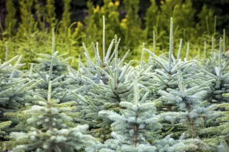 Picea pungens glauca - 25-30 CM C2 - image 1