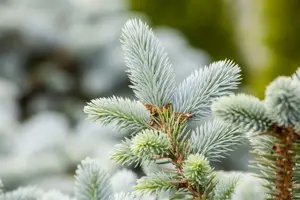 Picea pungens glauca - 25-30 CM C2 - image 2