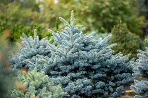 Picea pungens glauca - 25-30 CM C2 - image 4