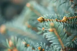 Picea pungens glauca - 25-30 CM C2 - image 5
