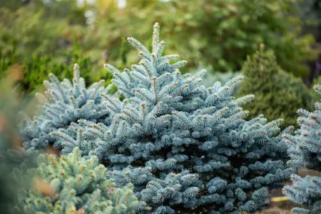 Picea pungens glauca - 25-30 CM C3 - image 4