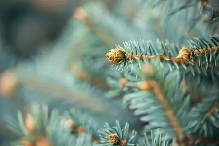 Picea pungens glauca - 25-30 CM C3 - image 5