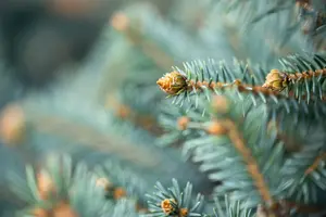 Picea pungens glauca - 25-30 CM C3 - image 5