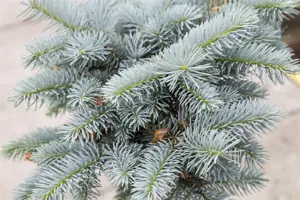 Picea pungens 'Glauca Globosa' - 25-30 CM C5 - image 4
