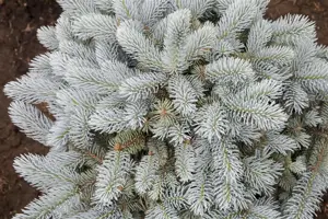 Picea pungens 'Glauca Globosa' - 25-30 CM C5 - image 5