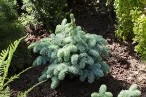 Picea pungens 'Glauca Globosa' - 25-30 CM RB - image 2