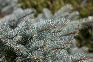 Picea pungens 'Glauca Globosa' - 80 CM STEM C25 - image 3