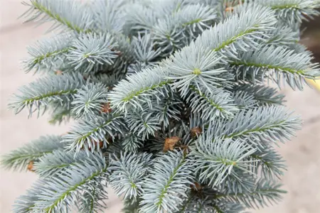Picea pungens 'Glauca Globosa' - 80 CM STEM C25 - image 4