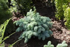 Picea pungens 'Glauca Globosa' - 40 CM STEM C15 - image 1