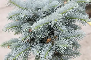Picea pungens 'Glauca Globosa' - 25-30 CM C7.5 - image 3
