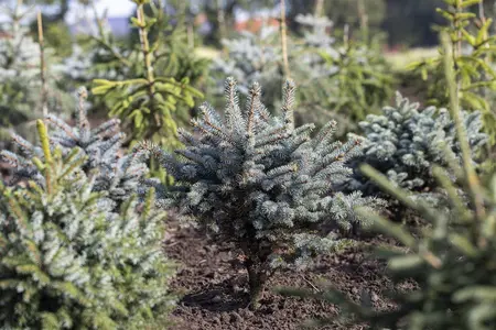 Picea pungens 'Glauca Globosa' - 40-50 CM C7.5 - image 5