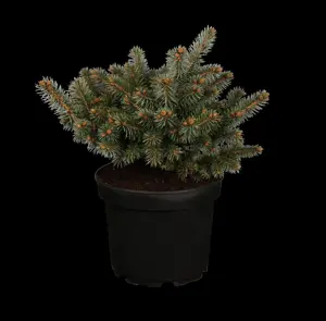 Picea pungens 'Glauca Globosa' - 80 CM STEM C25 - image 1