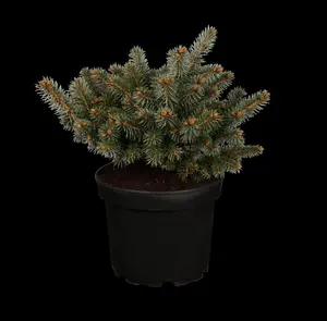 Picea pungens 'Glauca Globosa'