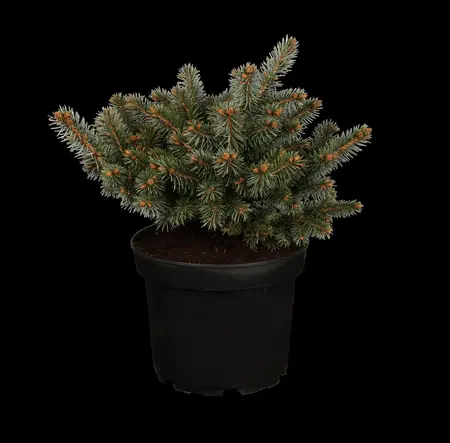 Picea pungens 'Glauca Globosa' - 40-50 CM C25 - image 1