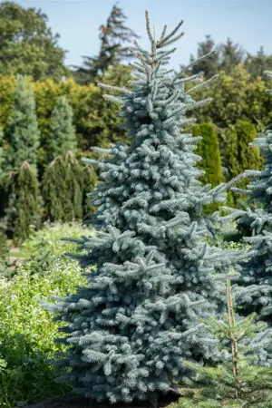 Picea pungens 'Hoopsii' - 125-150 CM C35 - image 2