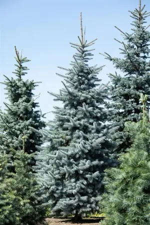 Picea pungens 'Hoopsii' - 125-150 CM C35 - image 4