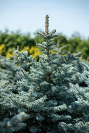 Picea pungens 'Hoopsii' - 125-150 CM C35 - image 5