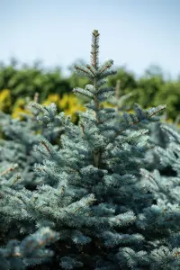 Picea pungens 'Hoopsii' - 125-150 CM C35 - image 5