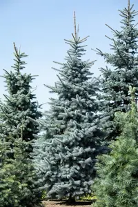 Picea pungens 'Hoopsii' - 25-30 CM C3 - image 4