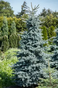 Picea pungens 'Hoopsii' - 50-60 CM RB - image 2