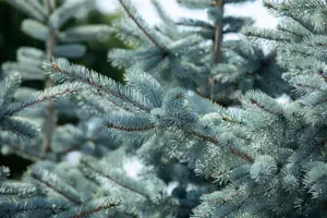Picea pungens 'Hoopsii' - 125-150 CM C35 - image 3