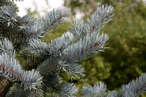 Picea pungens 'Hoopsii'
