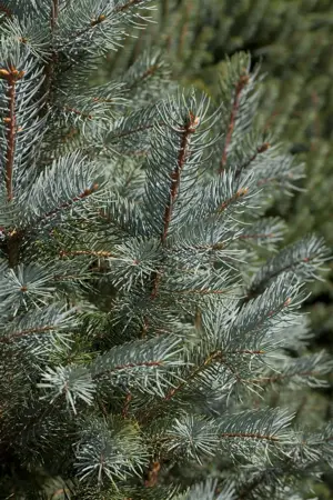 Picea pungens 'Iseli Fastigiate' - 80 CM STEM C45 - image 1