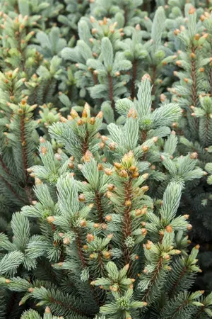 Picea pungens 'Iseli Fastigiate' - 80 CM STEM C45 - image 3