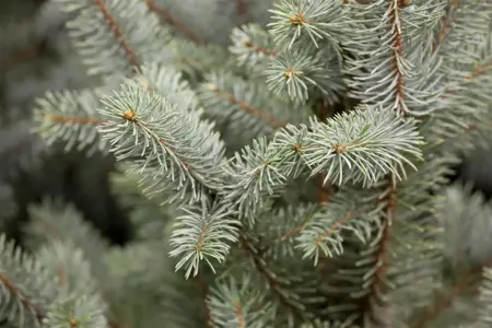 Picea pungens 'Iseli Fastigiate' - 80 CM STEM C45 - image 2