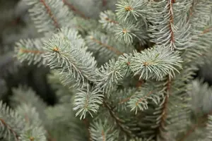 Picea pungens 'Iseli Fastigiate' - 80 CM STEM C45 - image 2