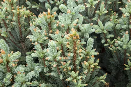 Picea pungens 'Iseli Fastigiate' - 80 CM STEM C45 - image 4
