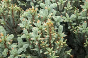 Picea pungens 'Iseli Fastigiate' - 80 CM STEM C45 - image 4