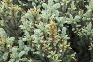 Picea pungens 'Iseli Fastigiate' - 40-50 CM C7.5 - image 4