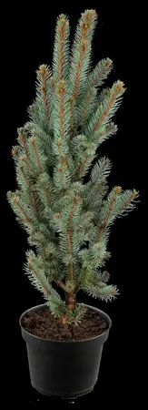 Picea pungens 'Iseli Fastigiate' - 80 CM STEM C45 - image 5