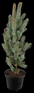 Picea pungens 'Iseli Fastigiate' - 80 CM STEM C45 - image 5