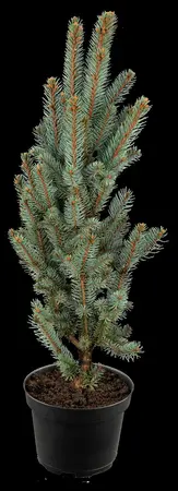 Picea pungens 'Iseli Fastigiate' - 40-50 CM C7.5 - image 5