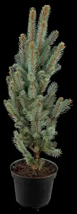 Picea pungens 'Iseli Fastigiate' - 40-50 CM C7.5 - image 5