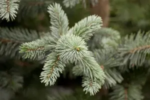 Picea pungens 'Koster' - 80-100 CM C25 - image 2